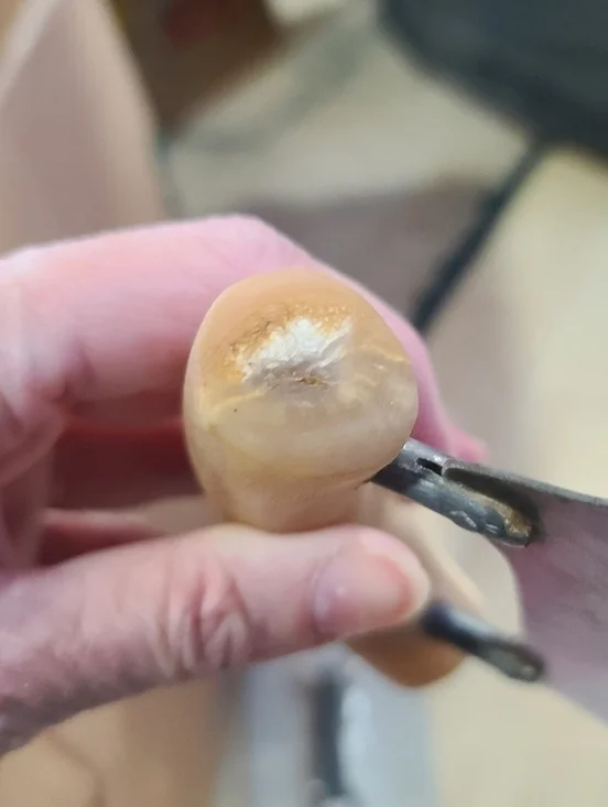 Set of 5 Ulu Herb/Meat Choppers, Alaska Wood Handles, One Is Guenuine - Picture 7 of 8